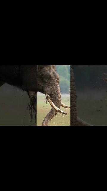 Elephant world ❤️ Beautiful World 😍 #shorts #youtube #beautifulworld #beautiful