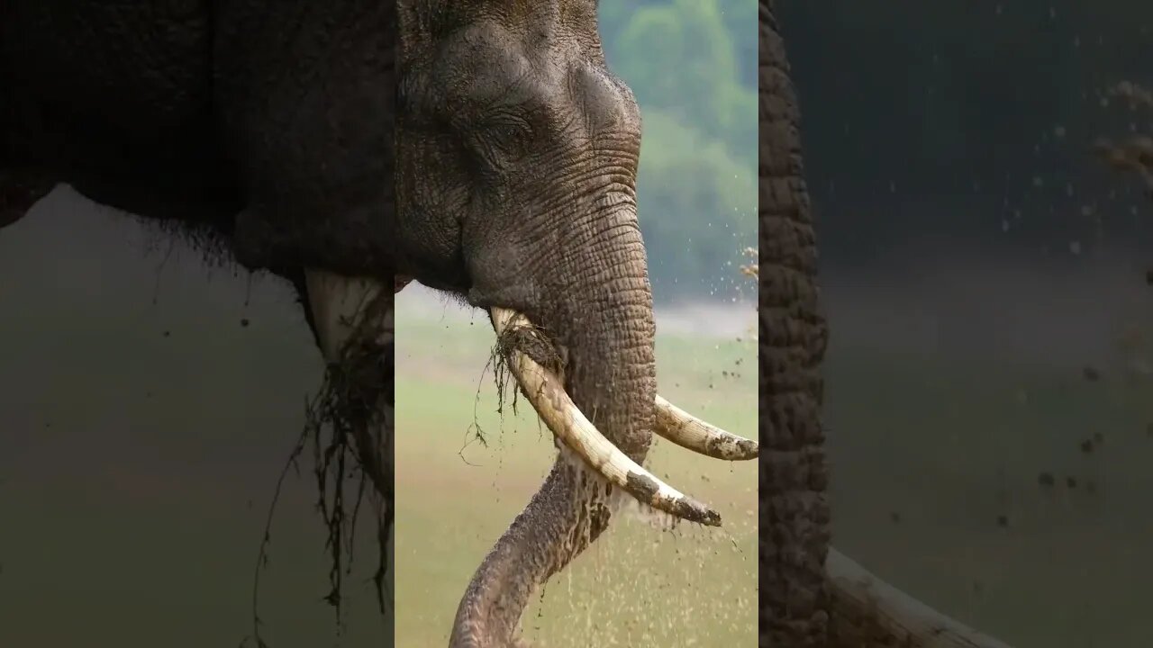 Elephant world ❤️ Beautiful World 😍 #shorts #youtube #beautifulworld #beautiful
