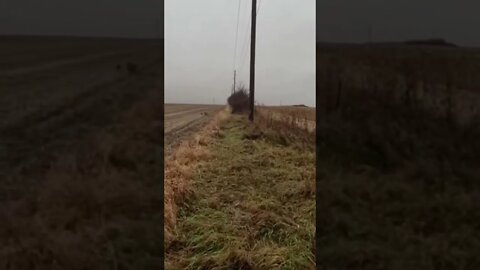 Golden Retriever Running Down a Crippled Pheasant 💯