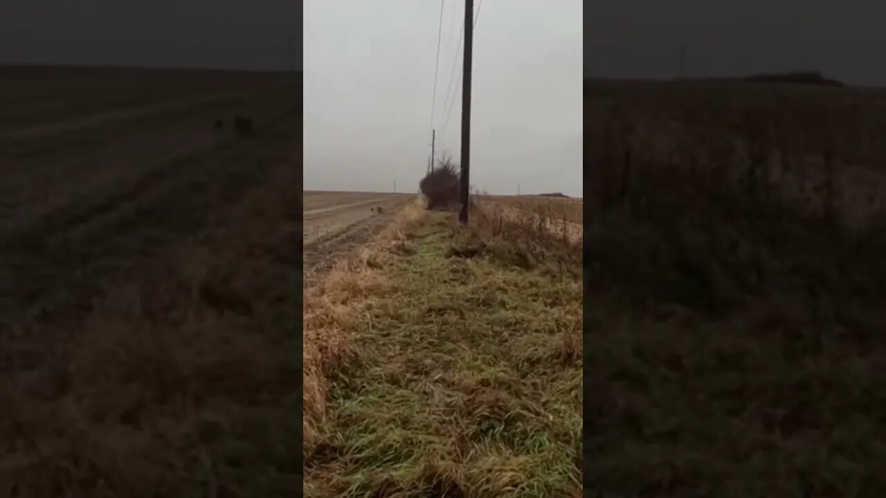 Golden Retriever Running Down a Crippled Pheasant 💯