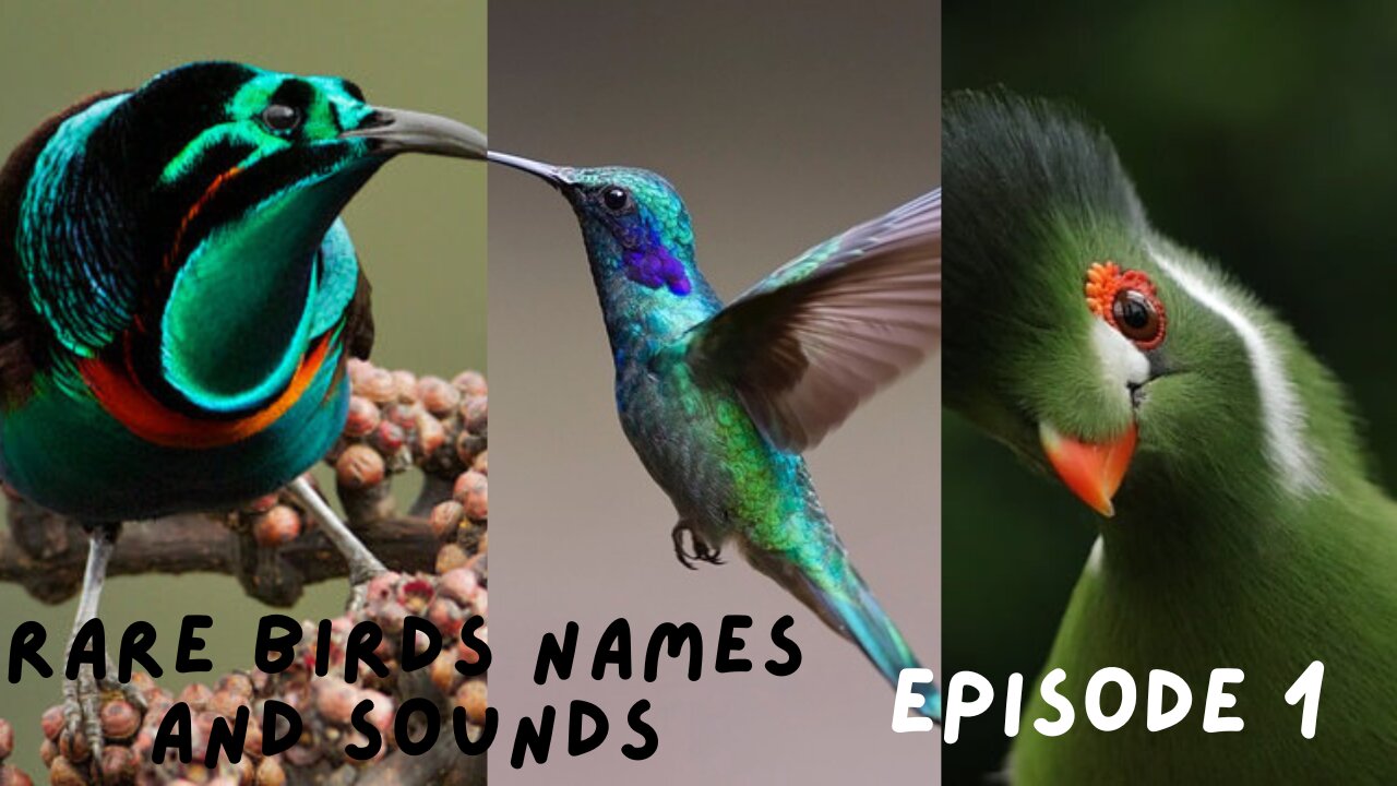 Rare Birds Names and Sounds