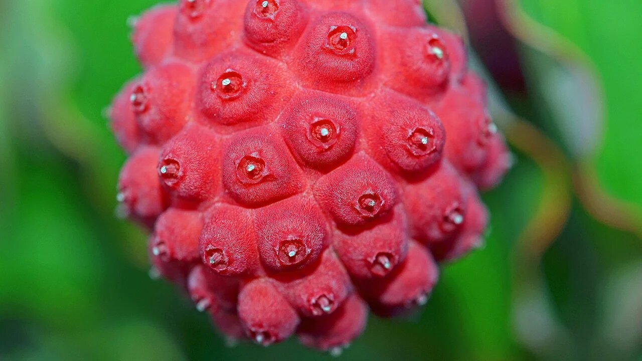 Top 10 Berries You've Never Heard Of