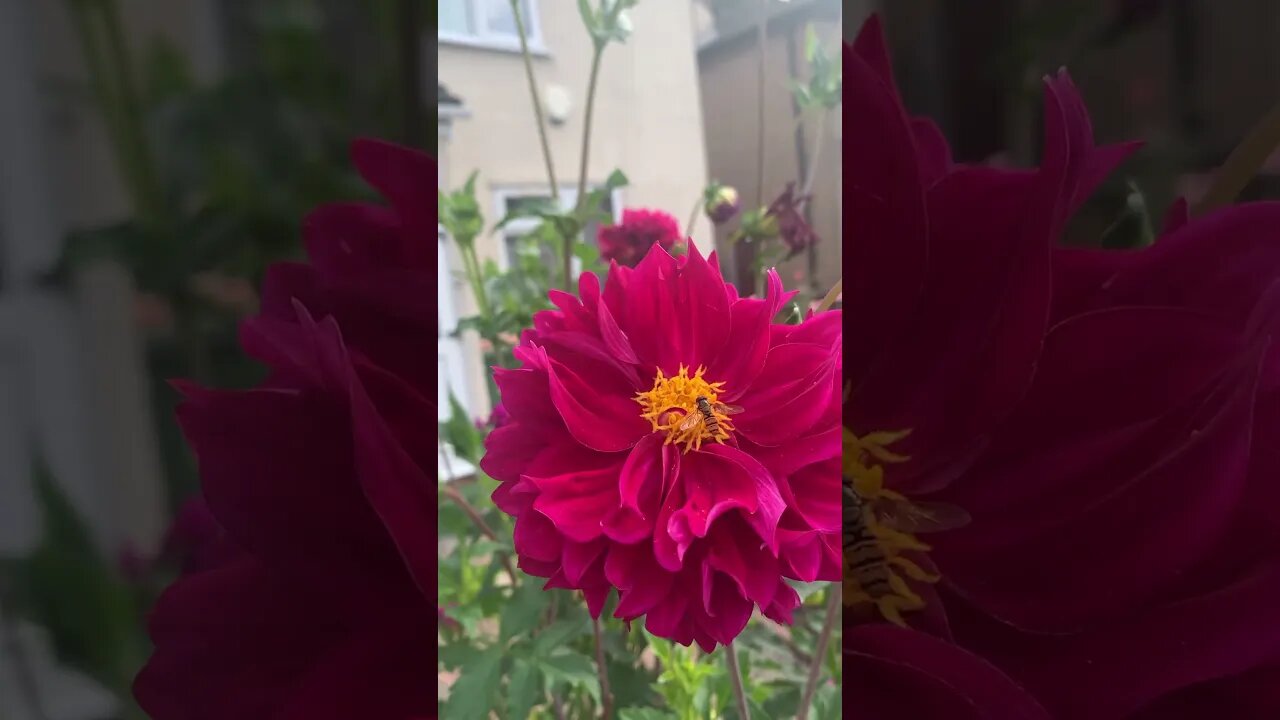 Beautiful London flowers-there is a bee inside of this one