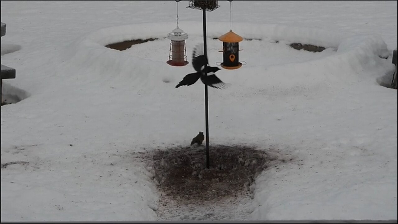 Red Squirrel vs. Magpies