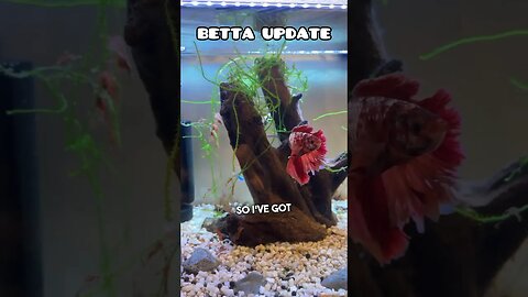 BETTA FISH UPDATE IT WAS TOO COLD 🥶 #fish #fancygoldfish #bettafish #tropical #tropicalfish