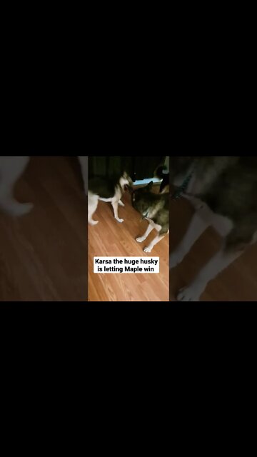 Maple & Her Dad Tug O' War #shorts #doggo #shepsky
