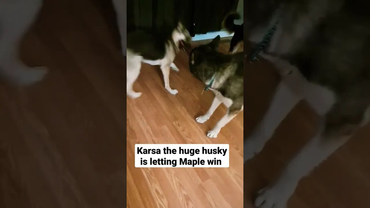 Maple & Her Dad Tug O' War #shorts #doggo #shepsky