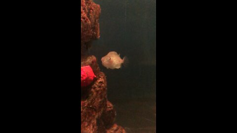 Puffer fish at Montreal zoo