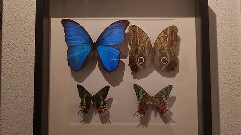 SUPRISING THE WIFEY with butterflies