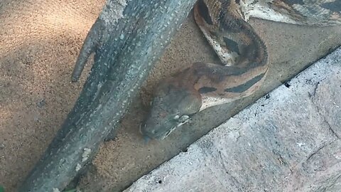 Looks like this Python Snake is hungry.😬