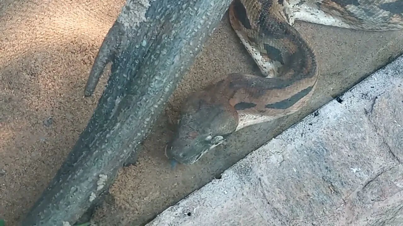 Looks like this Python Snake is hungry.😬