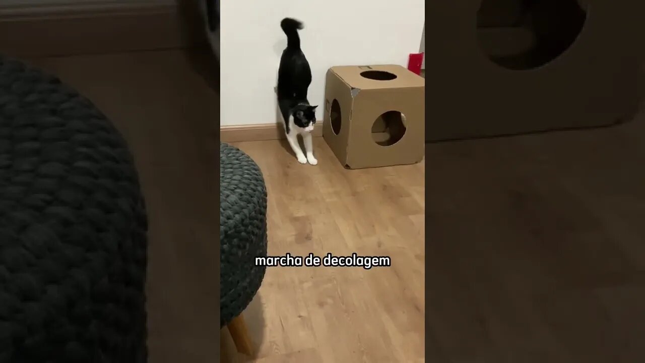 O gato a jato 😂😂😂