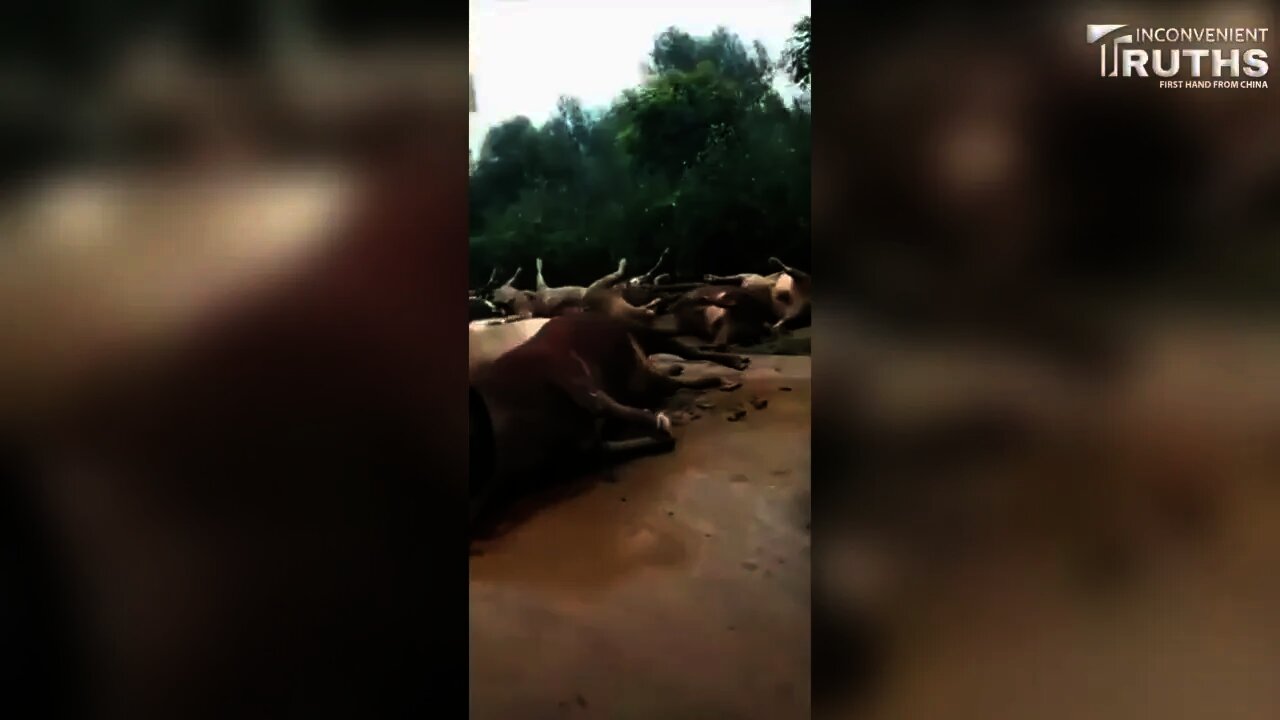 Large Amount of Cattle Die after Flood Hits LinYi, Shandong Province, China 洪水過後 山東臨沂大量牛隻死亡