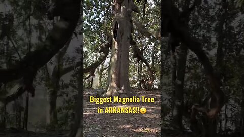 😮😮 largest Magnolia Tree in Arkansas!! Planted in 1832 in the town of #washington #Arkansas