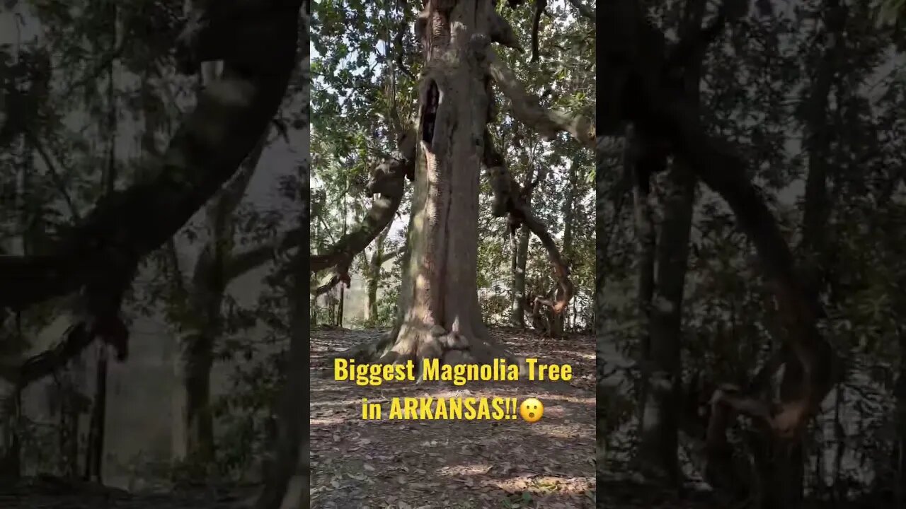 😮😮 largest Magnolia Tree in Arkansas!! Planted in 1832 in the town of #washington #Arkansas