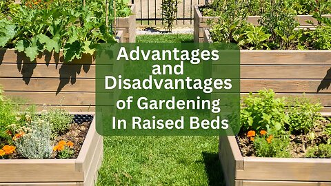 Advantages and Disadvantages To Gardening In Raised Beds