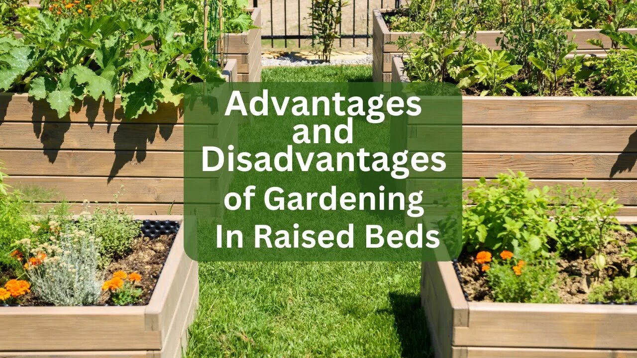 Advantages and Disadvantages To Gardening In Raised Beds