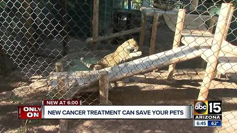 A new form of cancer treatment may be able to save your pets