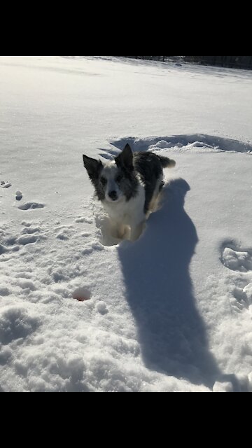 Adventures of a Dog Named Keni