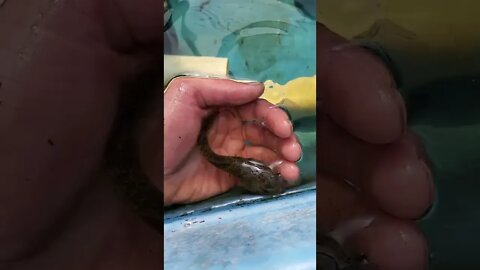 Huge tadpole (bullfrog tadpole) #shorts