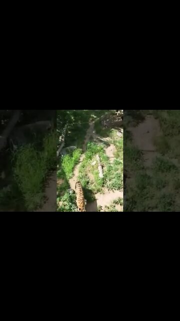 The Wondering Tiger at Zoo Idaho in Idaho Falls