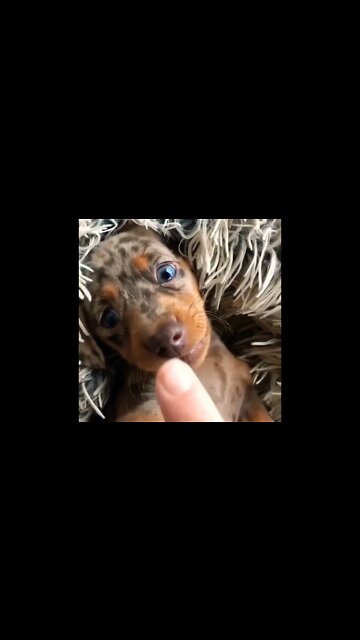 I just can't help being super duper cuuute! 🎶😍 #shorts #dachshund #dog