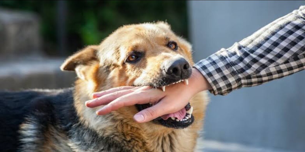 Dog Bark Prank on public place! This is so funny and Amazing reactions