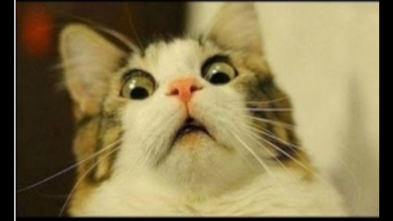 Cute Pets And Funny Animals Compilation- 8