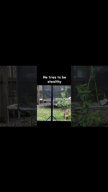 Banchee The Beagle: Squirrel Hunting