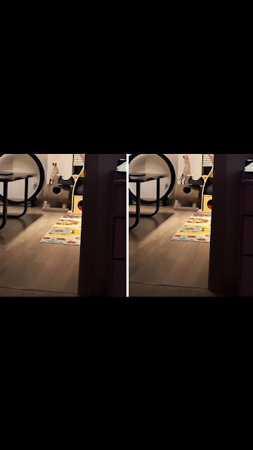 Lazy Owner Uses Cat As A Remote Light Switch