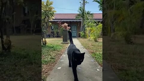 Lovely Black Cat walking #petvideos #cutecat #cats #catshorts