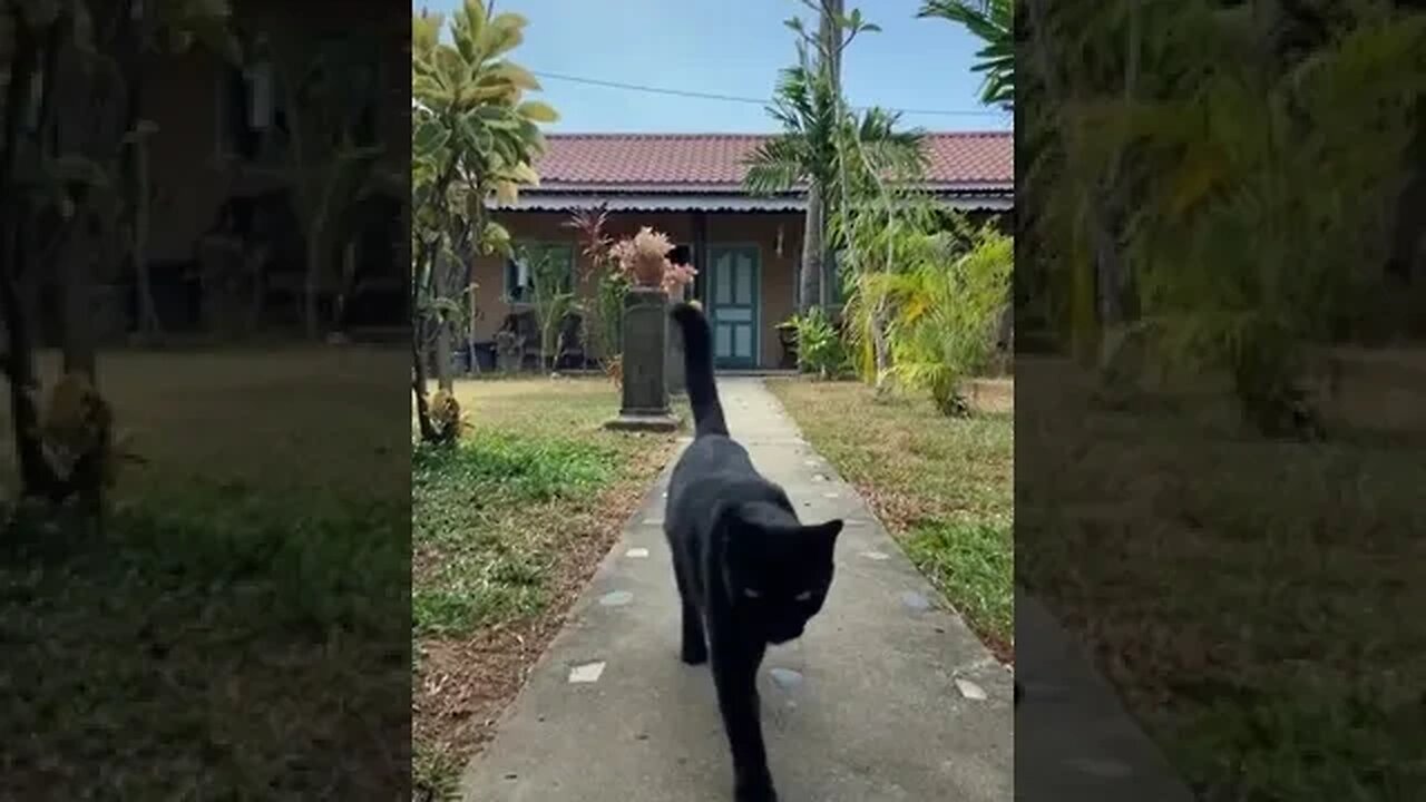 Lovely Black Cat walking #petvideos #cutecat #cats #catshorts