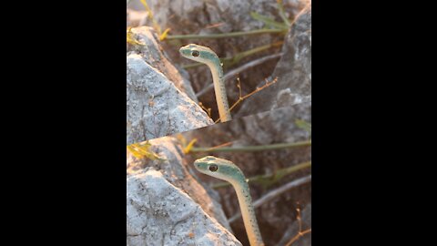 Green snake in the middle of the rocks 2021