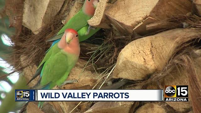 Wild parrots can be spotted in Phoenix neighborhoods