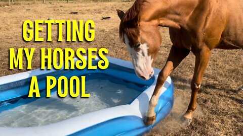 I Got My Horses A Pool