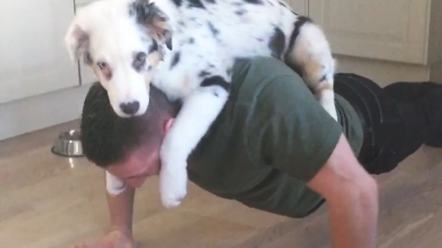 This Puppy Loves Helping His Owner With The Push Ups