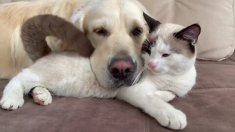 Can a Golden Retriever and a Kitten Love Each Other