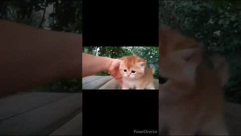 The funniest animals / Fun with cats and dogs @chcreation moratuwa