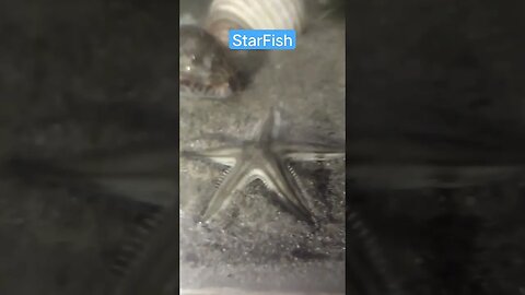 Star fish #fish #fishing #traditionalfisherman