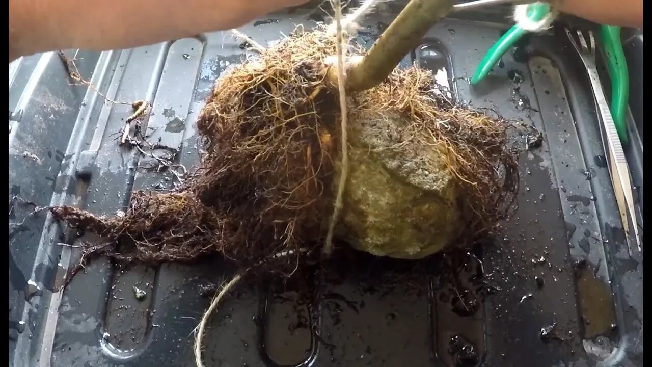 First attempt at a root over rock bonsai with a Japanese Elm