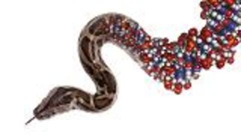 Snakes Are Highly Adaptable