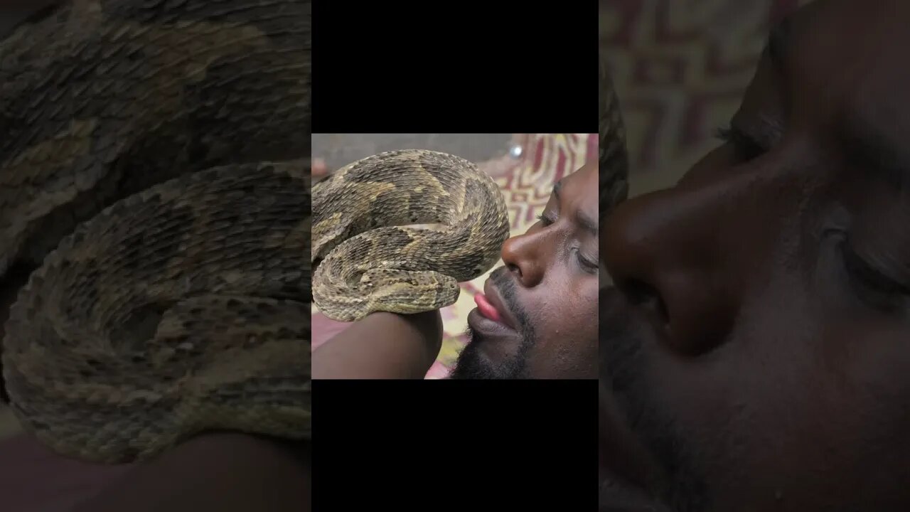 Snake #Shorts