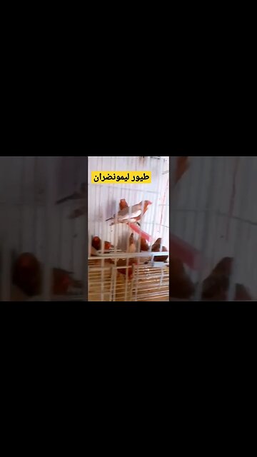 طيور ليمونضران كيوت روعة.