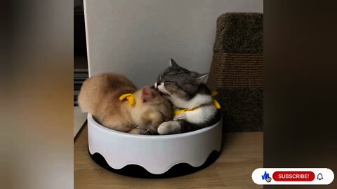 Baby Cat Cute and Funny Kitten Videos Compilation #02 Cat Lover This World