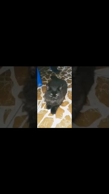 #cats #tiktokcats #bachpankapyar #youtubeshorts