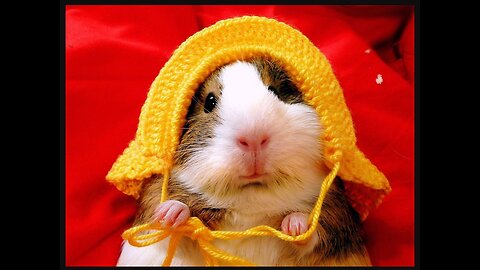 🐹 Hamster Escapes the Creative Maze for Pets in real life 🐹 in Hamster Stories