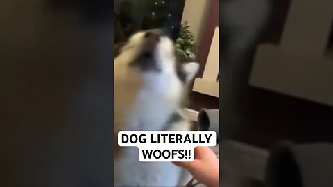 DOG LITERALLY WOOFS!!! lol