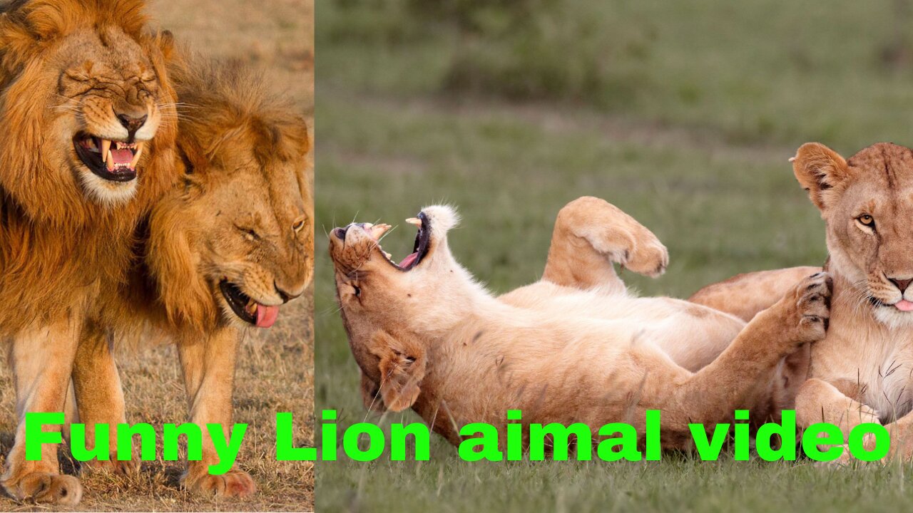 New Two Lion animal Funny video 2021