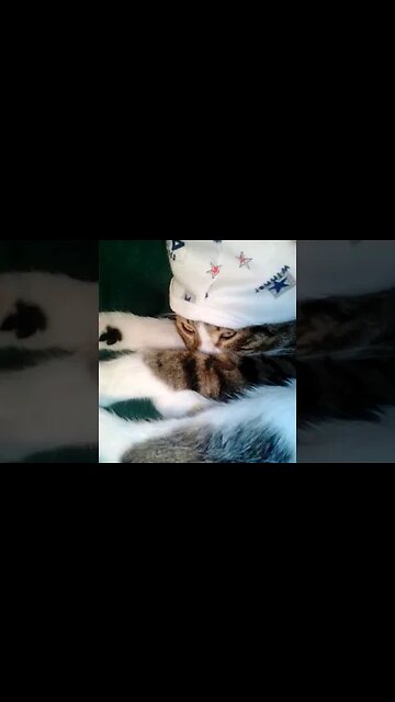 Baby Cat Wears a Cap #shorts