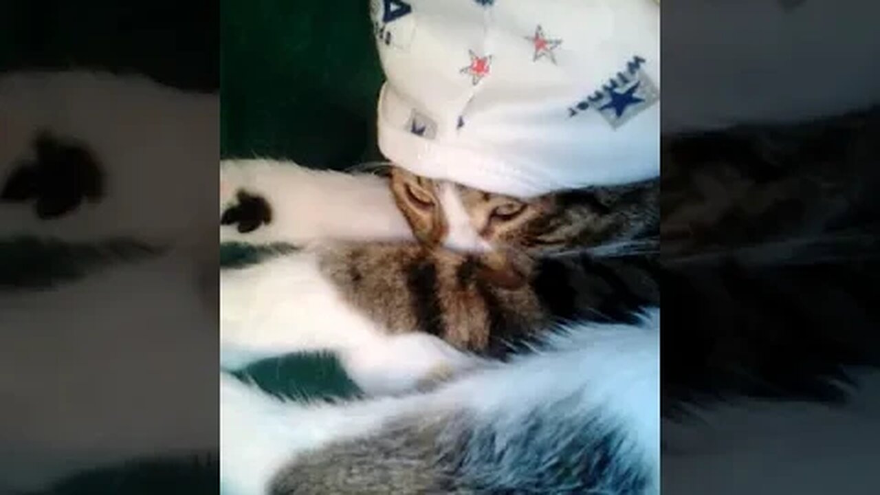 Baby Cat Wears a Cap #shorts
